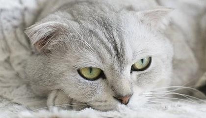 某网红茶室价格虚高,茶品普通